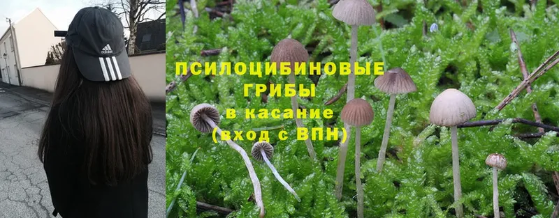 Галлюциногенные грибы Psilocybine cubensis  Красноярск 